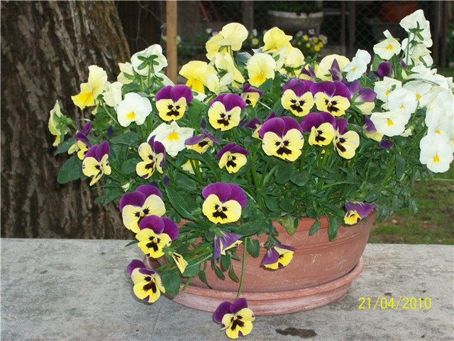maćuhice - lat. Viola x wittrockiana (multiflora)